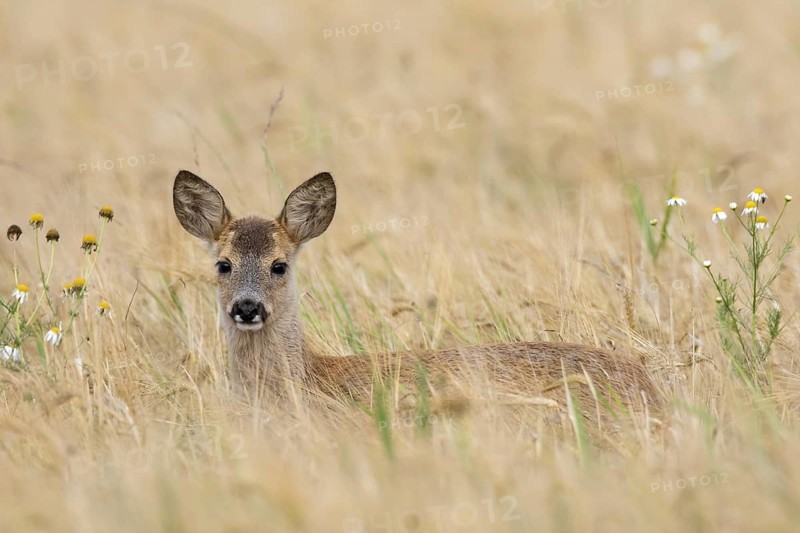 European roe deer