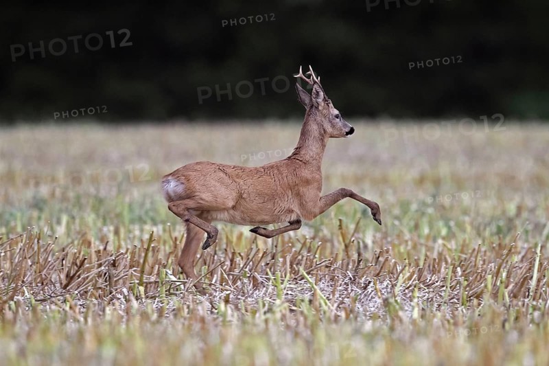 European roe deer