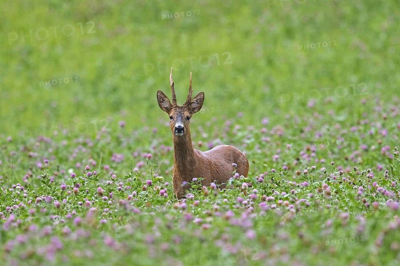 European roe deer