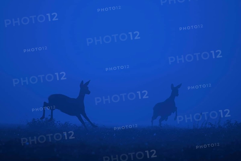 European roe deer