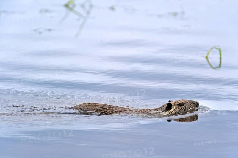 Coypu