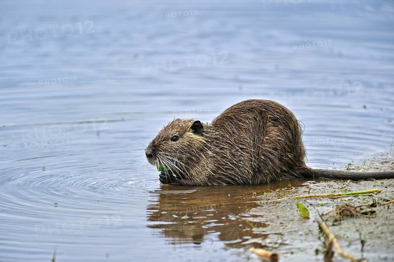 Coypu