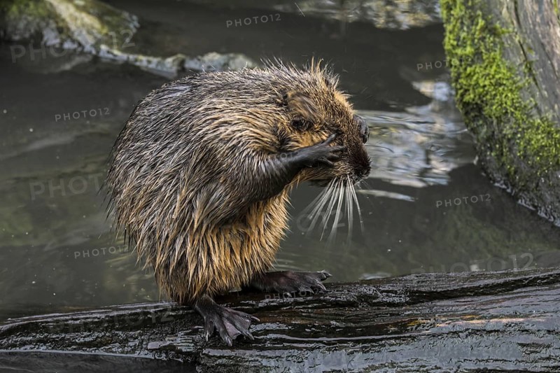 Juvenile nutria