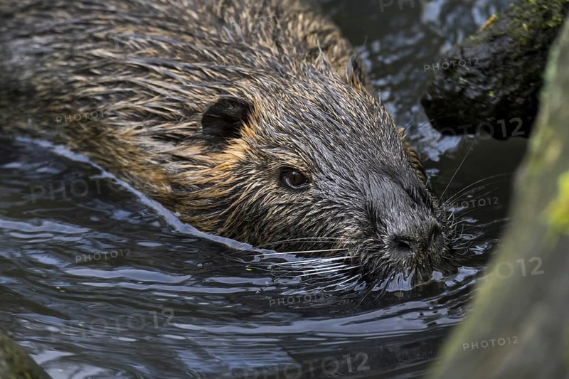 Coypu