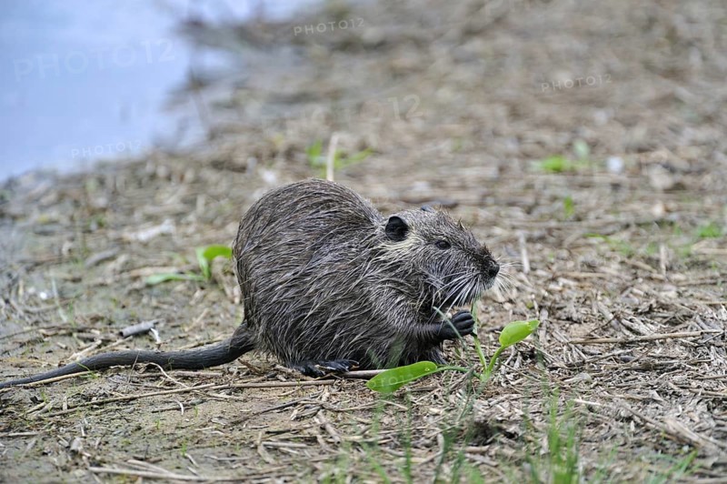 Coypu