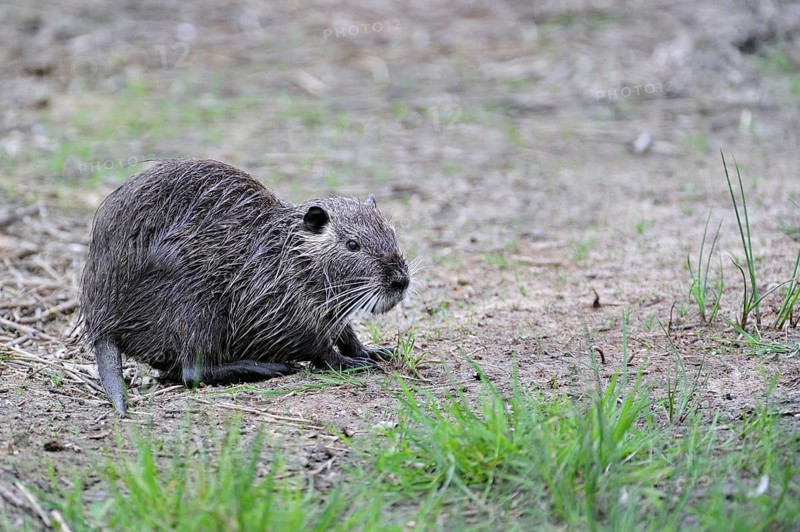 Coypu