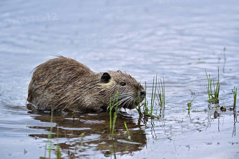 Coypu