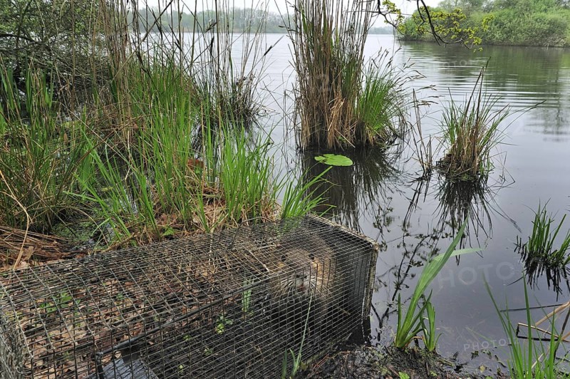Coypu