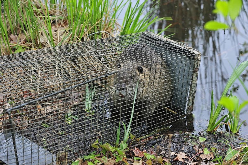 Coypu