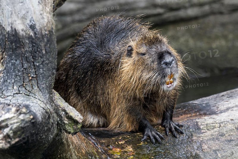 Coypu