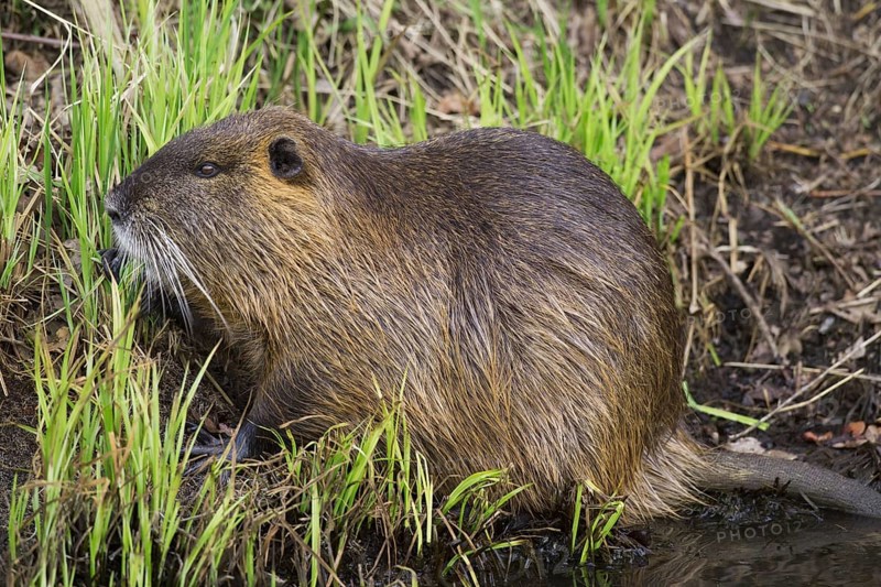 Coypu