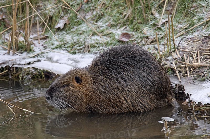 Coypu