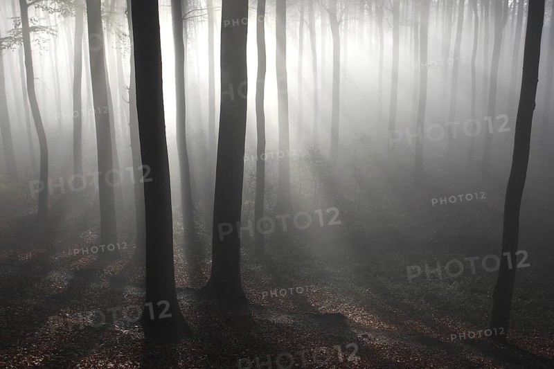 Beech