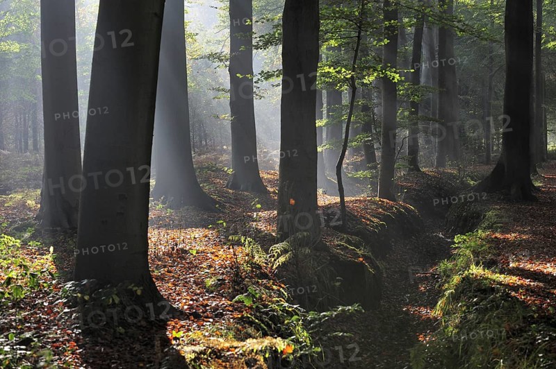 Sunrays shining through broad-leaved forest with beech trees in autumn colours at sunset creating a tranquil atmosphere