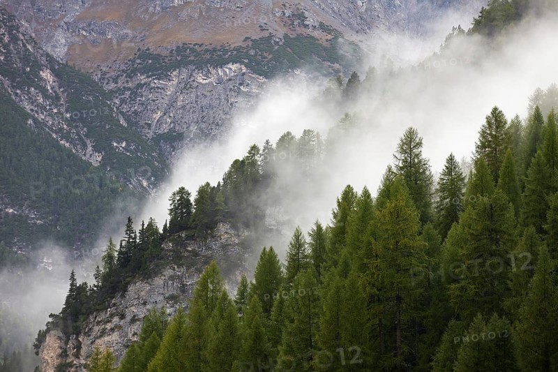Fog over coniferous forest in the mountains at Val Minger