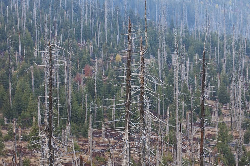 Broken dead spruce trees afflicted by European spruce bark beetle