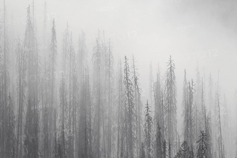 Charred lodgepole pines burned by forest fire silhouetted in the mist