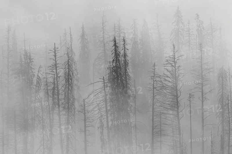 Charred lodgepole pines burned by forest fire silhouetted in the mist