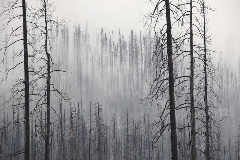 Charred tree trunks burned by forest in the mist