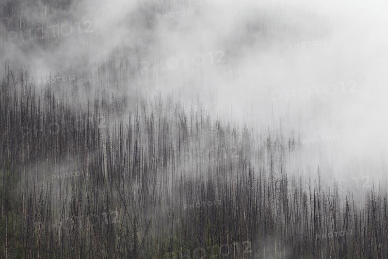Charred lodgepole pines burned by forest fire