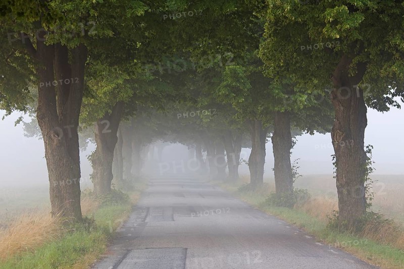 Silver lime trees