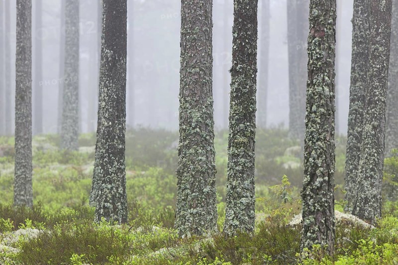 Scots Pine
