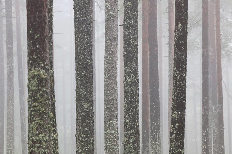 Scots Pine