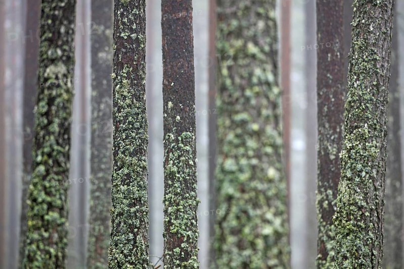 Scots Pine