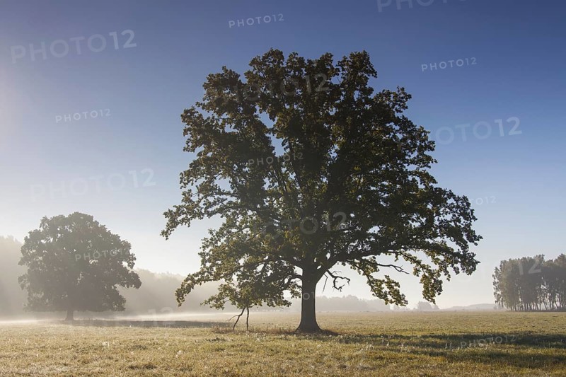 Old solitary English oak