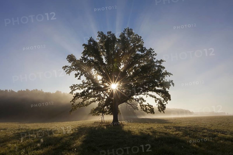 Sun shining through foliage of old solitary English oak