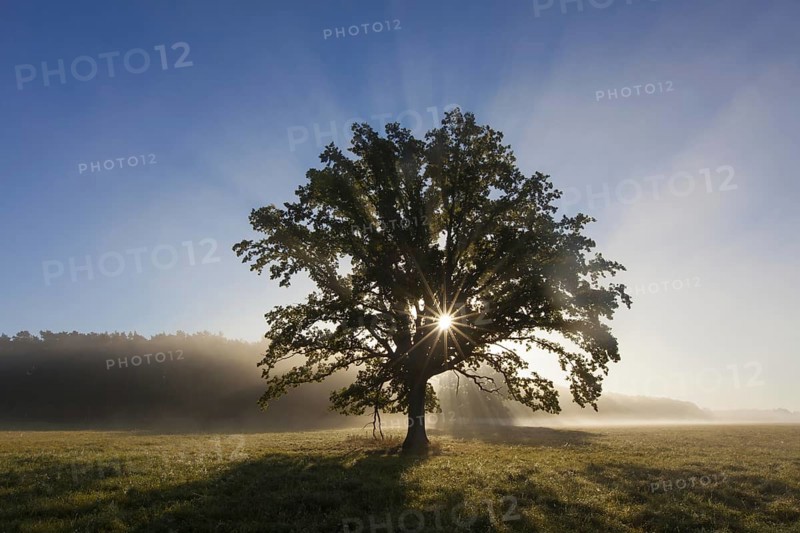 Sun shining through foliage of old solitary English oak