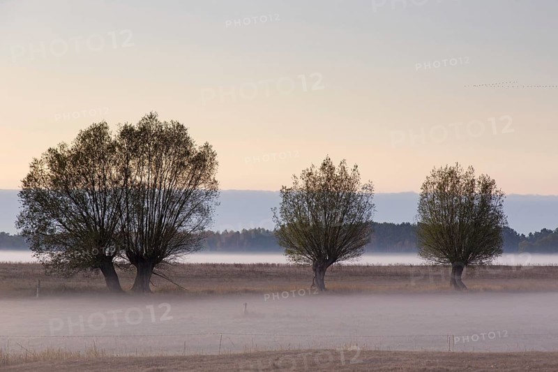 Row of pollard willows
