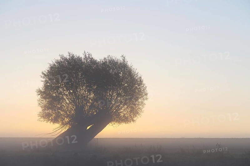 Pollard willow