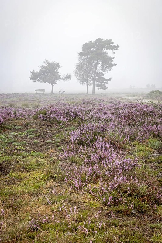 Blooming heather and trees