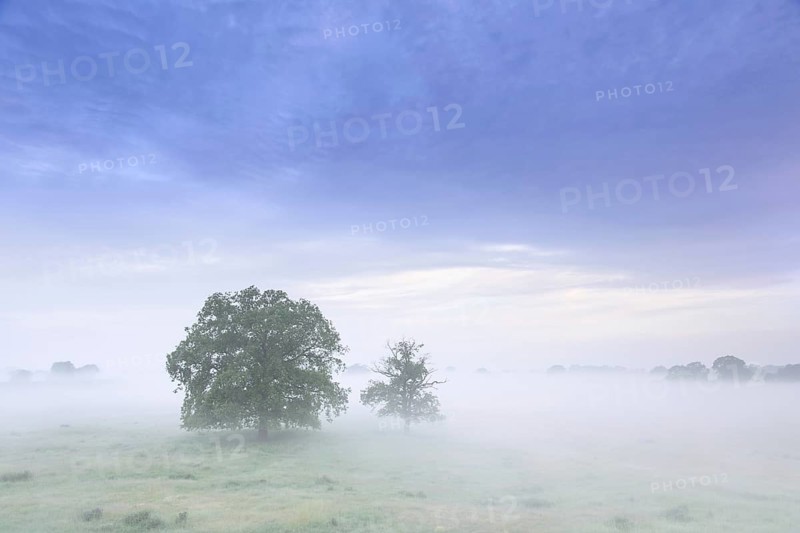 Trees in the mist at UNESCO Biosphere Reserve Elbe River Landscape