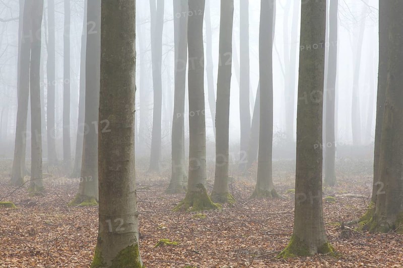 European beech trees