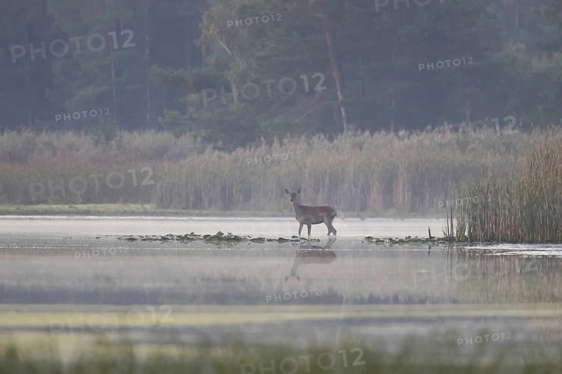 Red deer