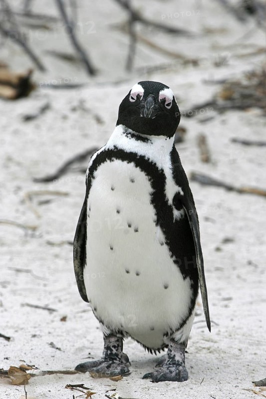 Black-footed penguin