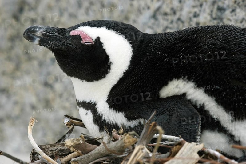 Black-footed penguin