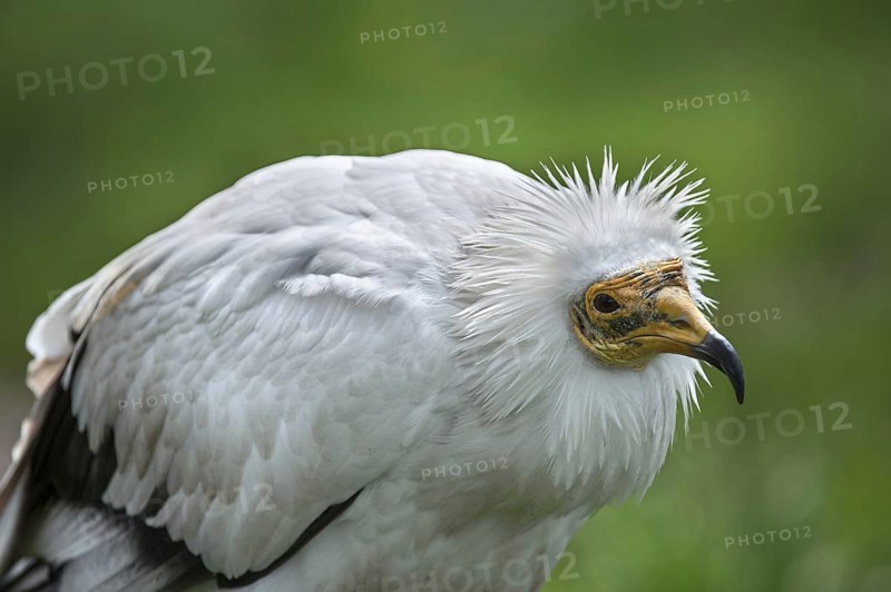 Egyptian vulture