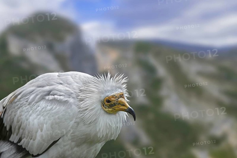 Egyptian vulture