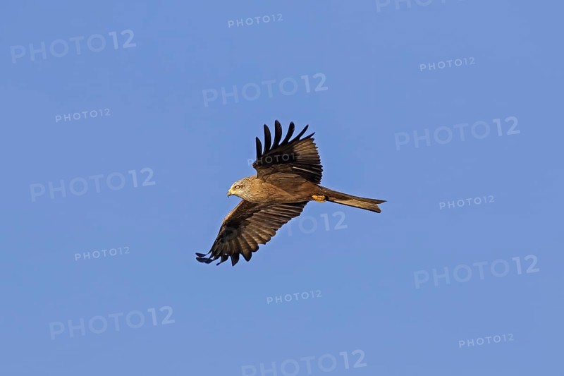 Black kite