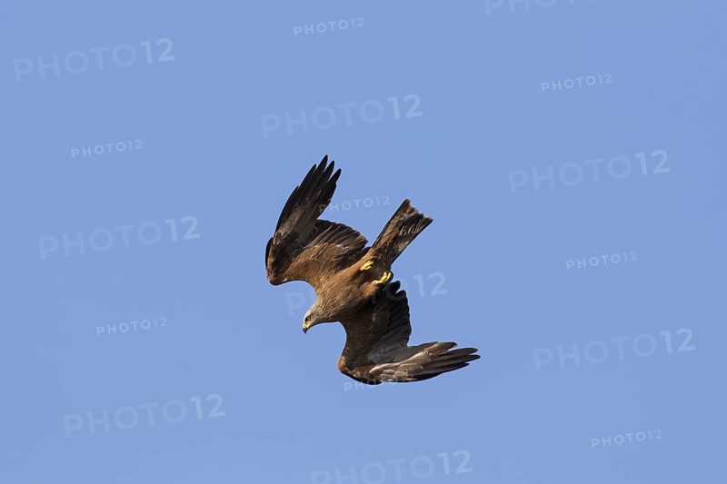 Black kite