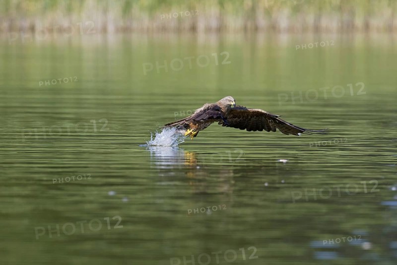 Black kite
