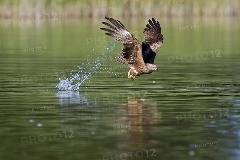 Black kite