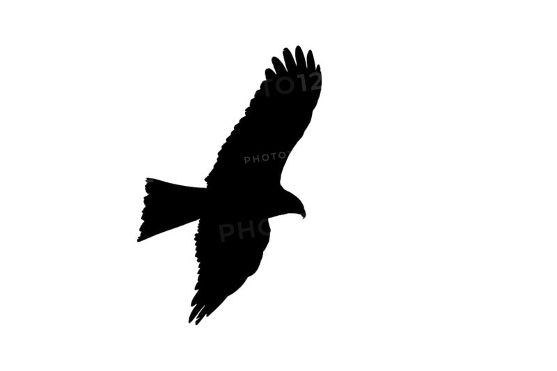 Silhouette of soaring black kite