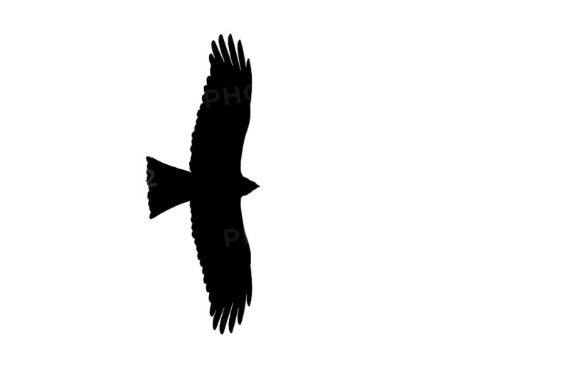 Silhouette of soaring black kite