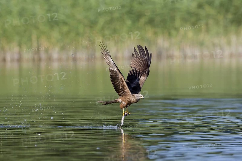 Black kite
