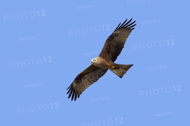 Black kite