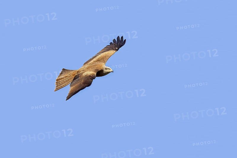 Black kite